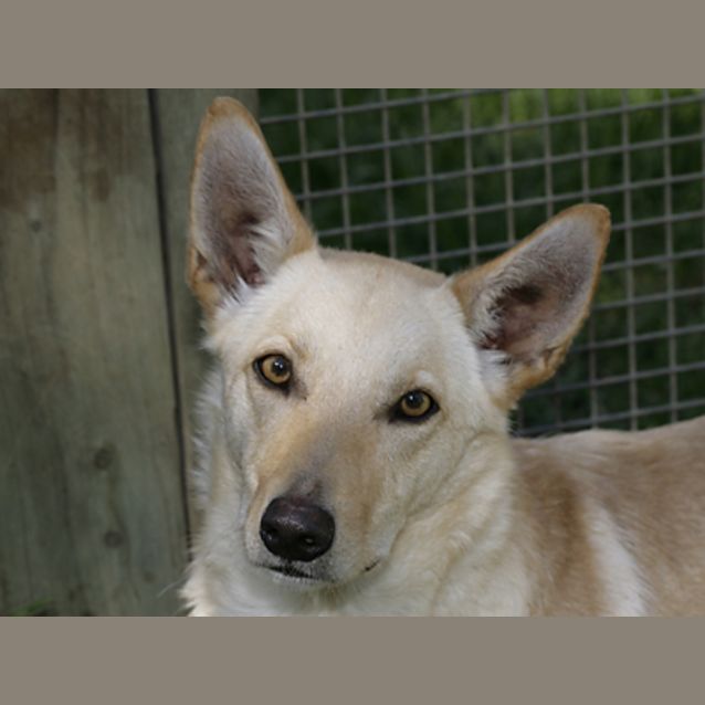 Photo of Goldie