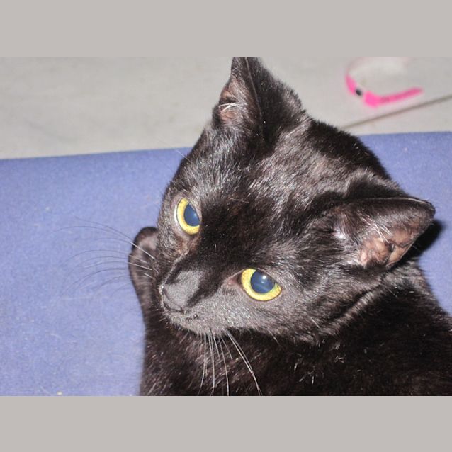 Photo of Ebony