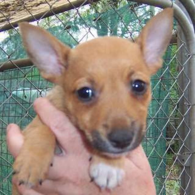 Photo of Puppies   Jaffeys