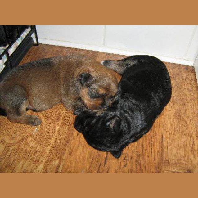 Photo of Puppies   Border Collie X Kelpie X