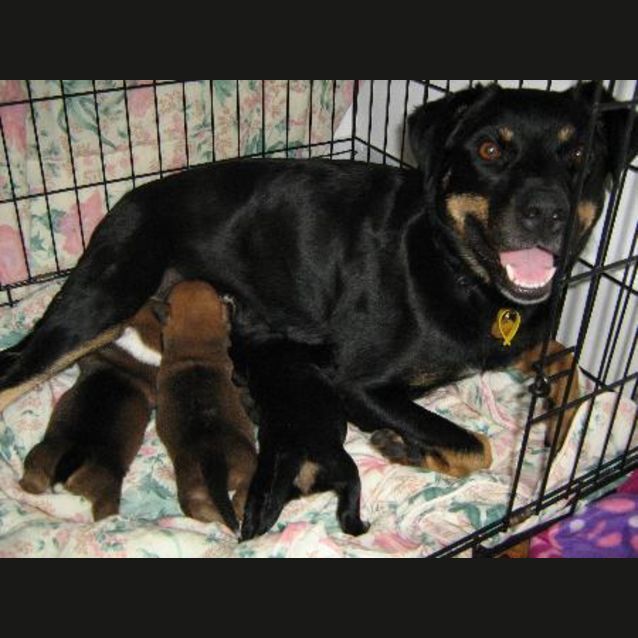 Photo of Puppies   Border Collie X Kelpie X