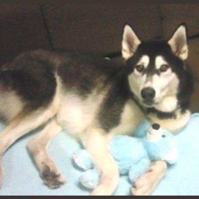 Photo of Teddy