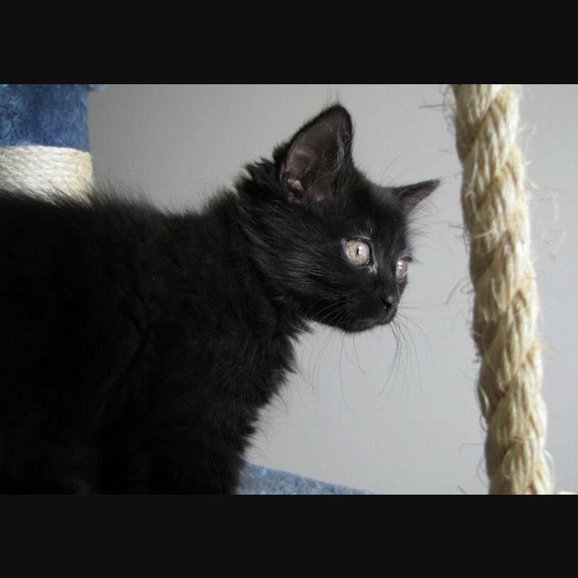 Photo of Pebbles