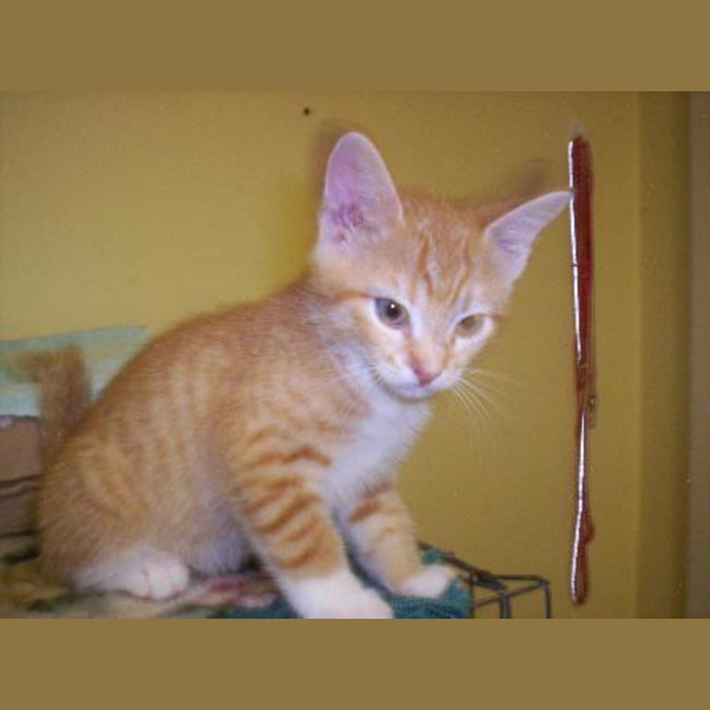 Photo of Willow