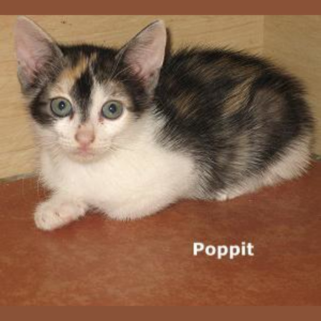 Photo of Poppit