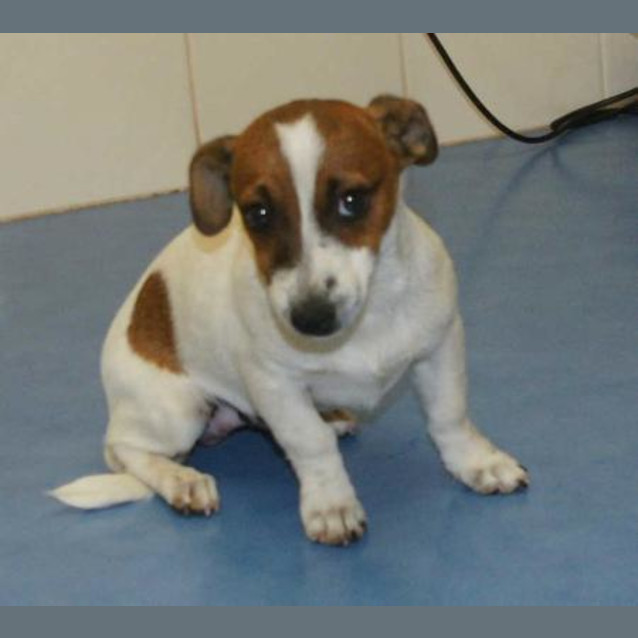 Photo of Ralphie