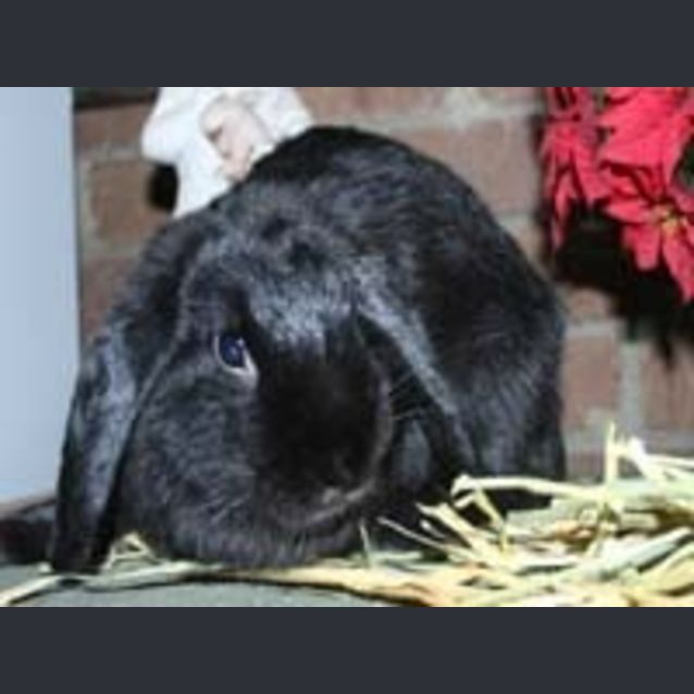 Photo of Sweep