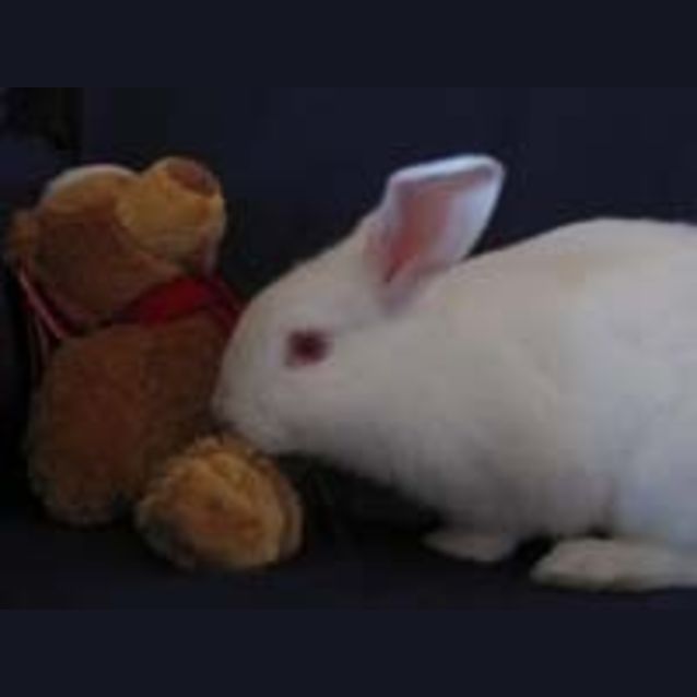 Photo of Clover