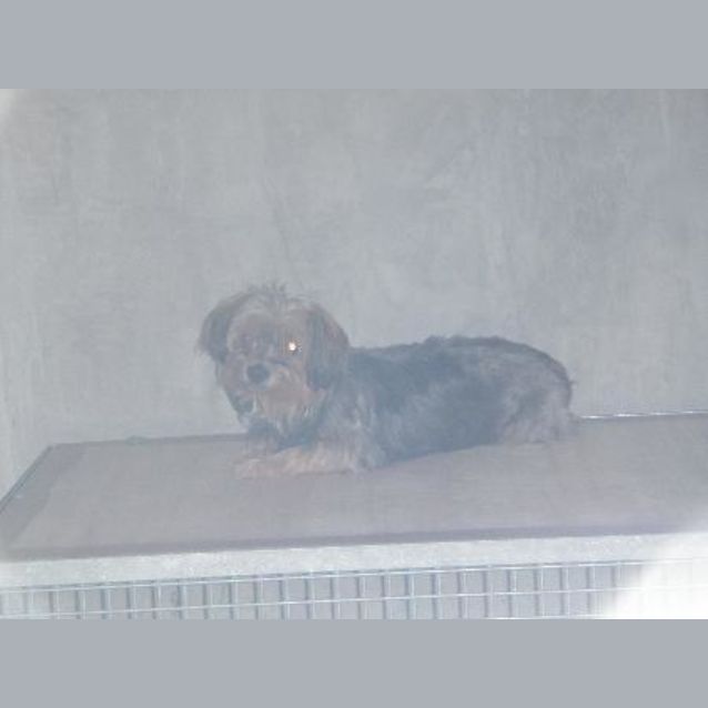 Photo of Urgent: Bella *Adoption Pending*