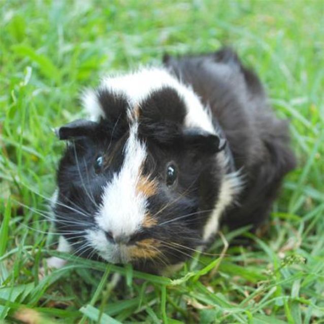 Photo of Granny Flora  On Hold