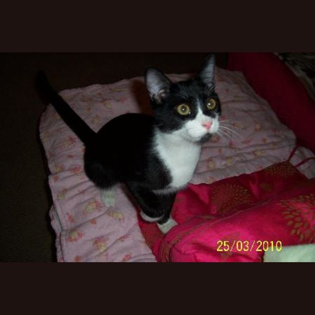 Photo of Rescue Kitten