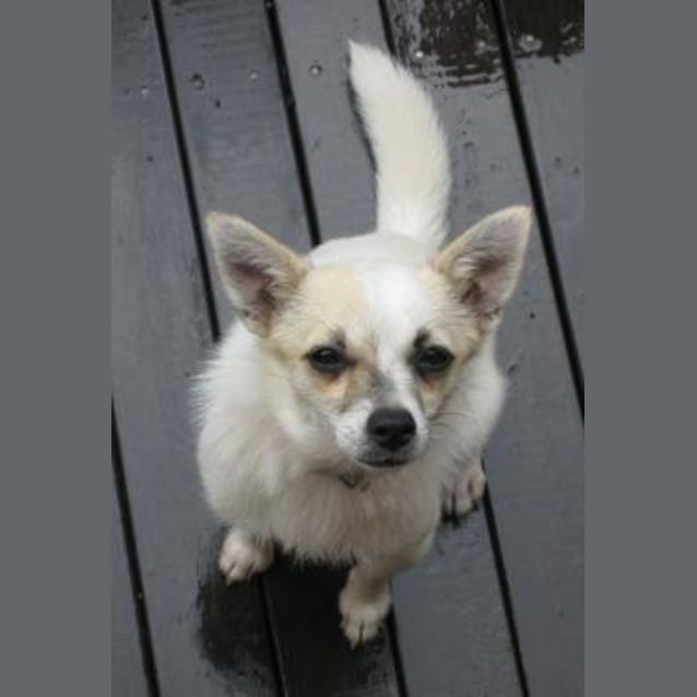 Photo of Missy