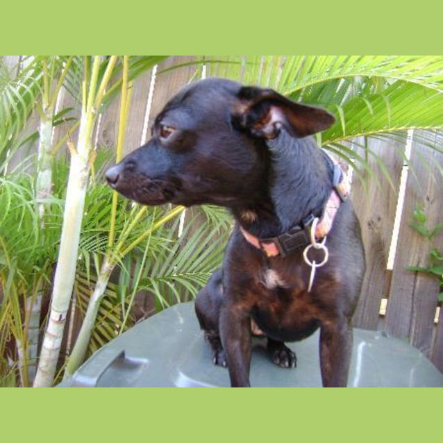 Photo of Mintie