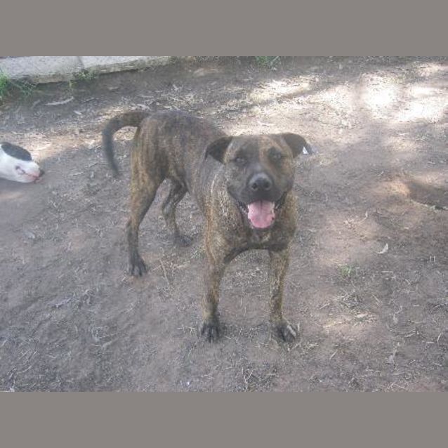 Photo of Clyde Junior **Adopted!!!**