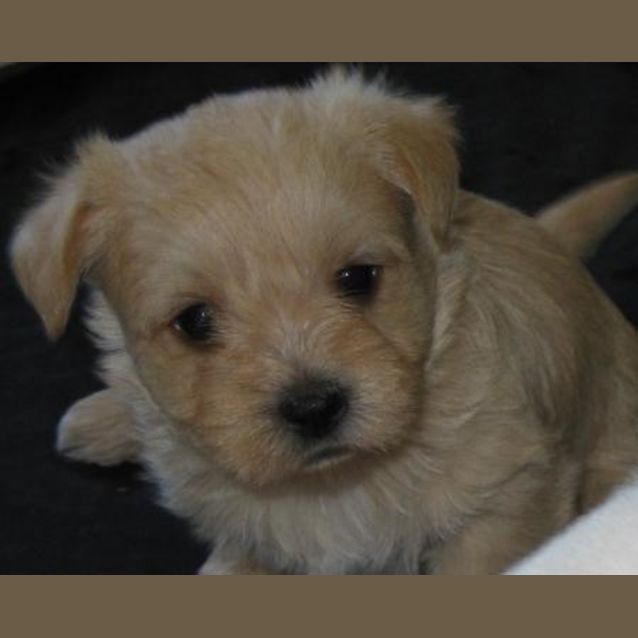 Photo of Nacho   I'm On Hold,Adoption Pending