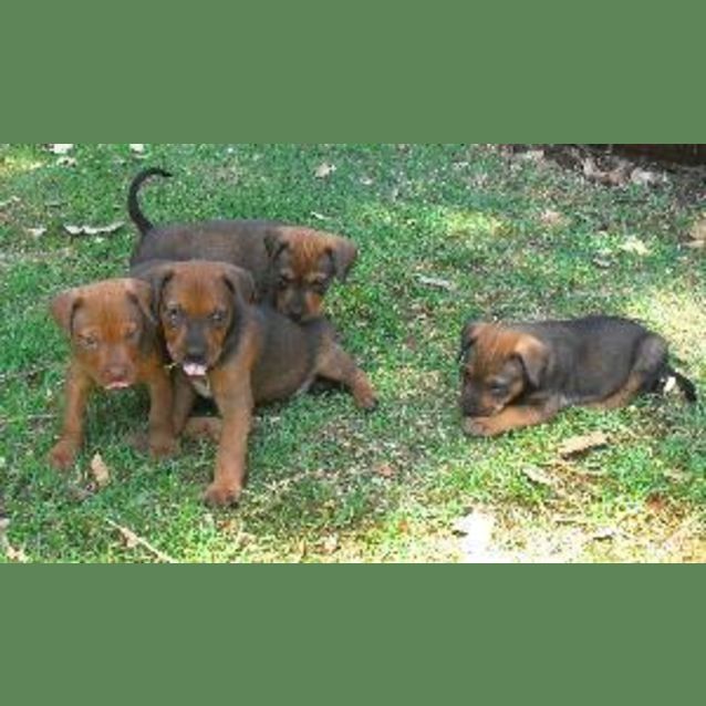 Photo of Puppies