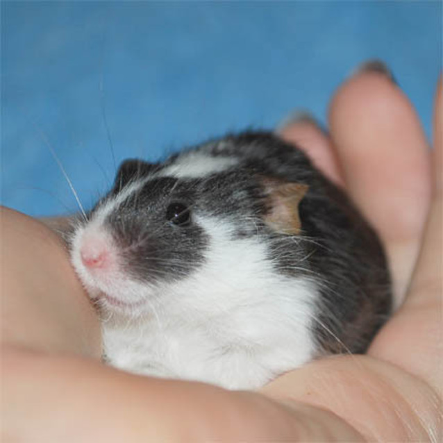 Photo of Professor Pugglesworth