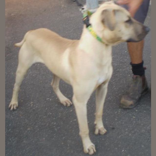 Photo of Sampson   Gone On Trial With His New Family