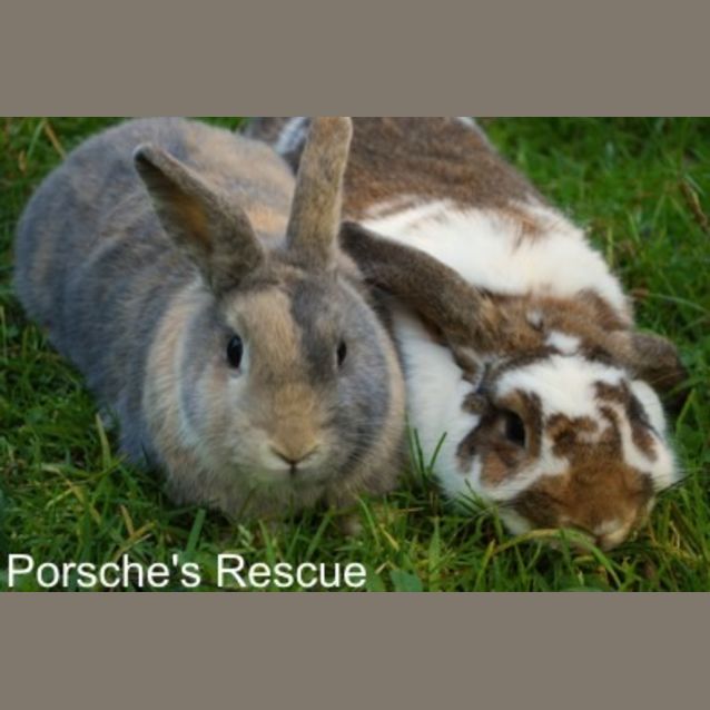 Photo of Calico And Bugs