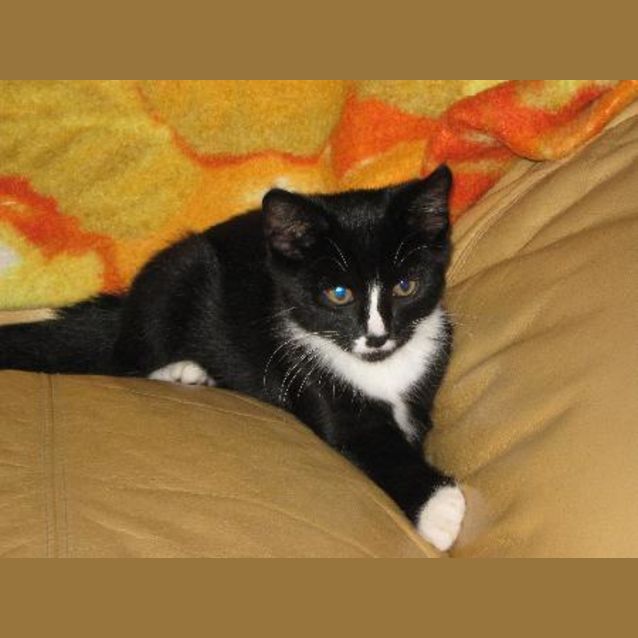 Photo of Sylvester (On Trial)