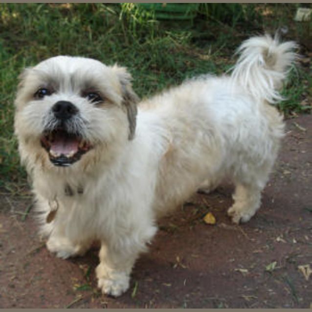 Photo of Hokey Pokey