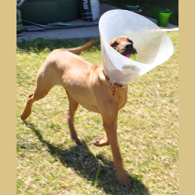 Photo of Beau (On Trial)