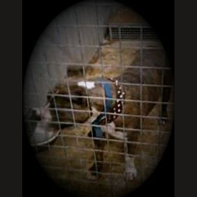 Photo of Urgent! Ducati.. On Death Row.