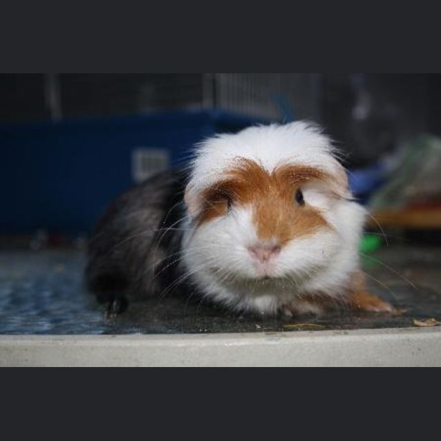 Photo of Whiskers  (On Hold)