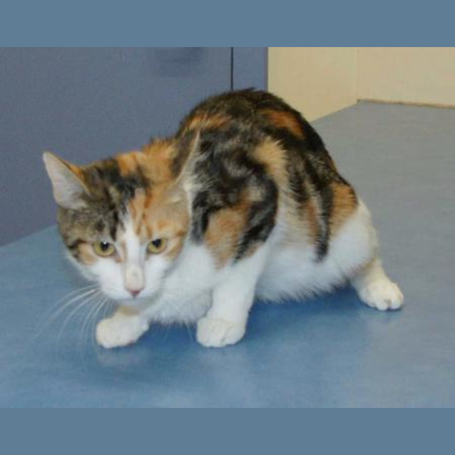 Photo of Callie