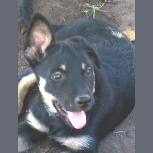 Photo of Alexi  Adoption Pending