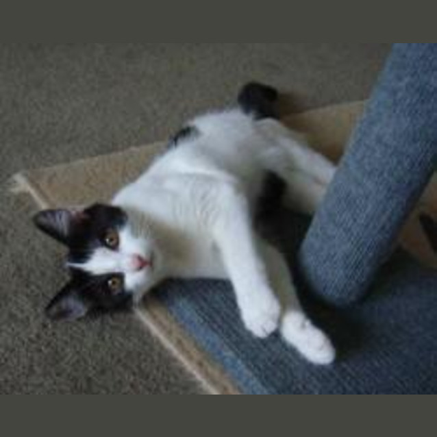 Photo of Playful