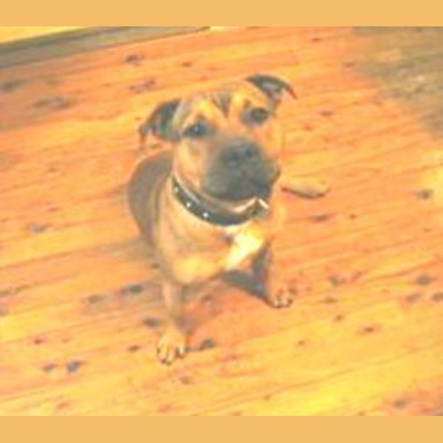 Photo of Knuckles *Foster Carer Urgently Needed *