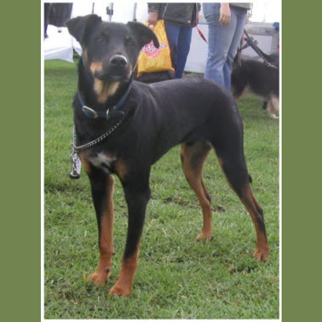Photo of Buck