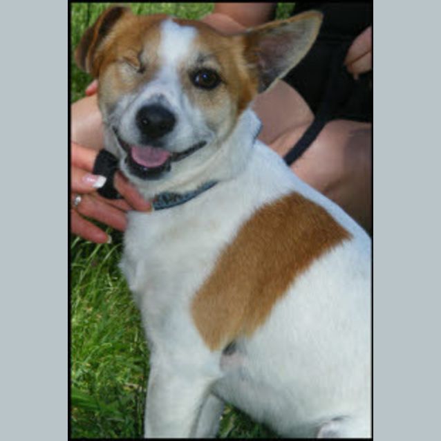Photo of Toby