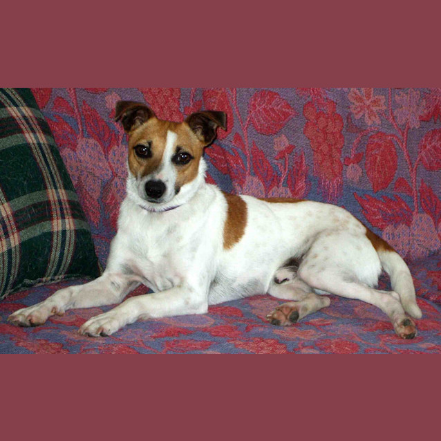 Photo of Carter (On Trial 23/12/12)