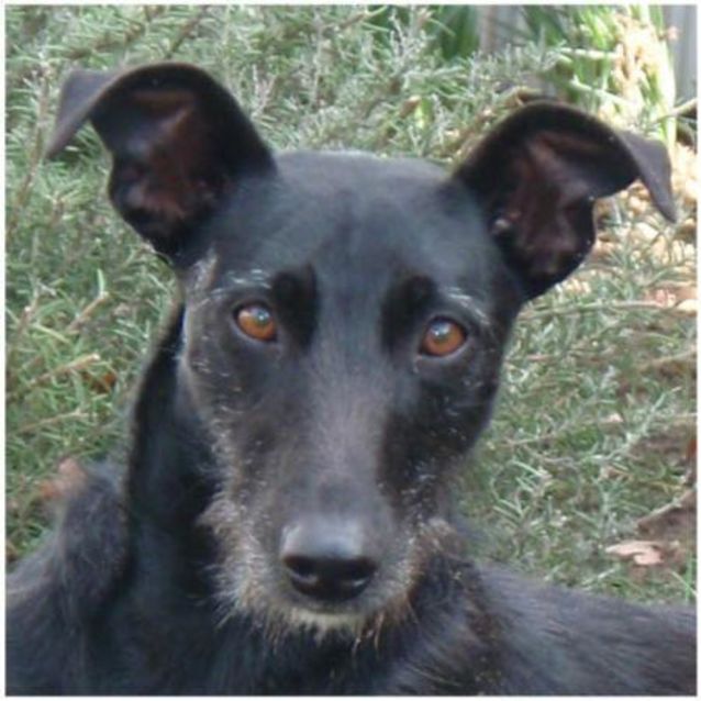 Photo of Willow