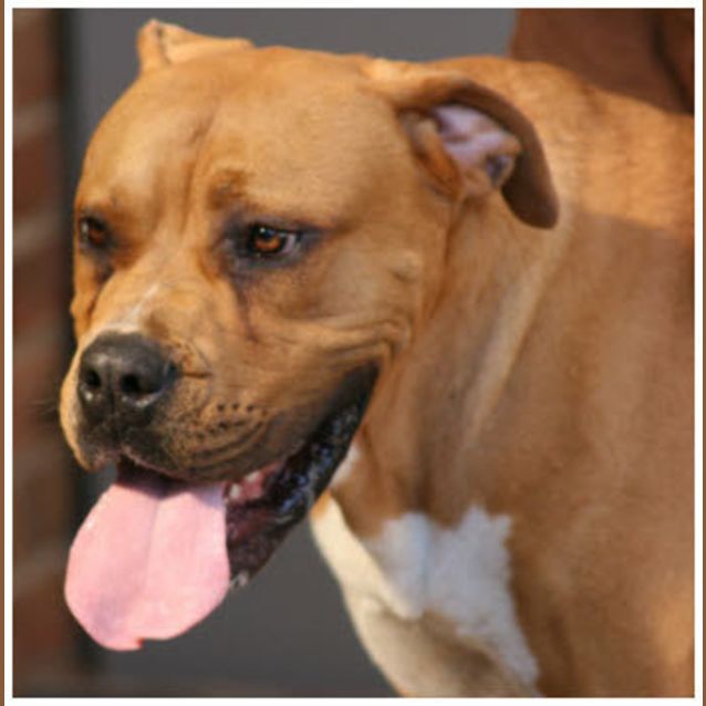 Photo of Boof