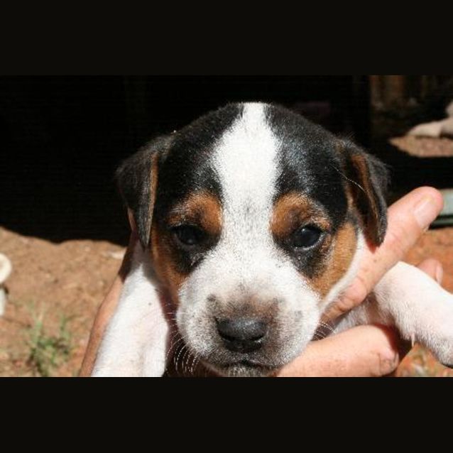 Photo of Barney Adoption Pending