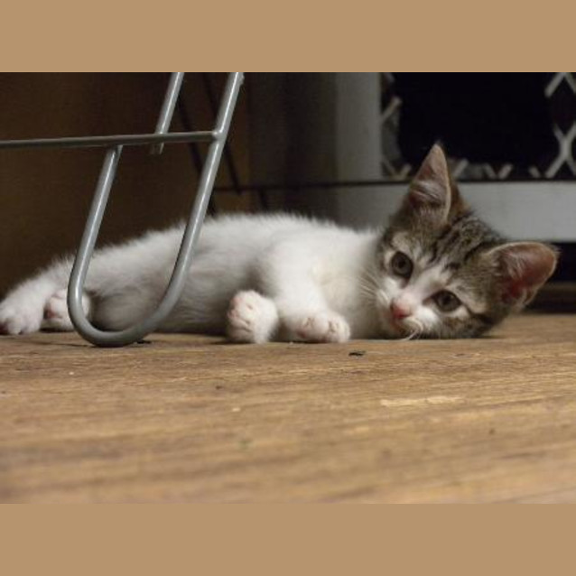 Photo of Freddy