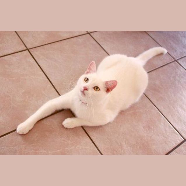 Photo of Slippers