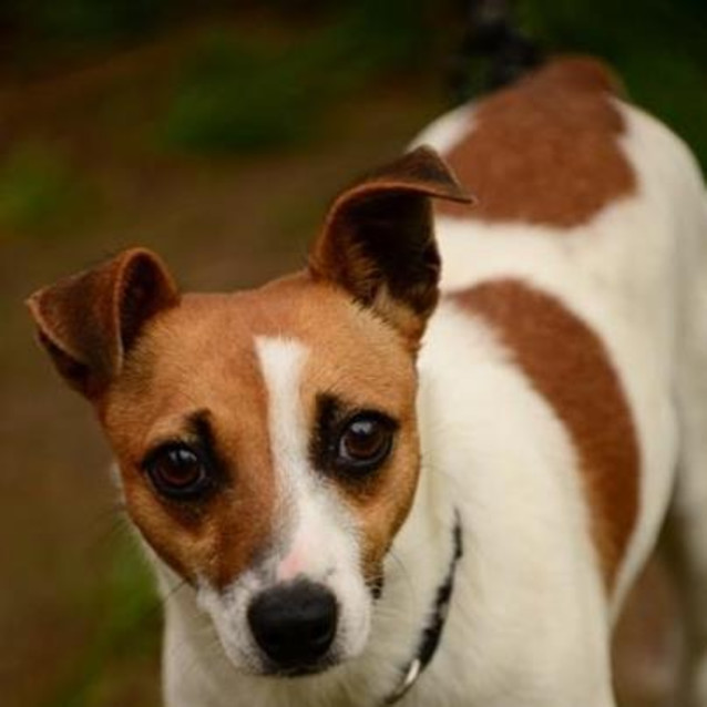 Photo of Carter (On Trial 23/12/12)