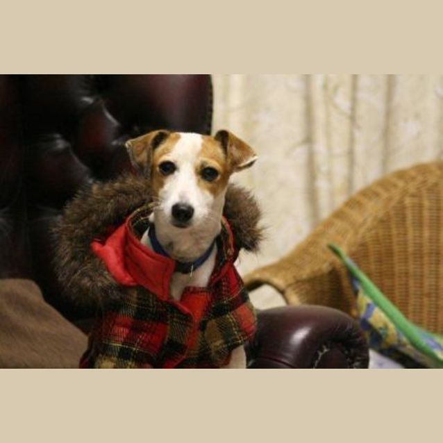 Photo of Angee/Adoption Pending