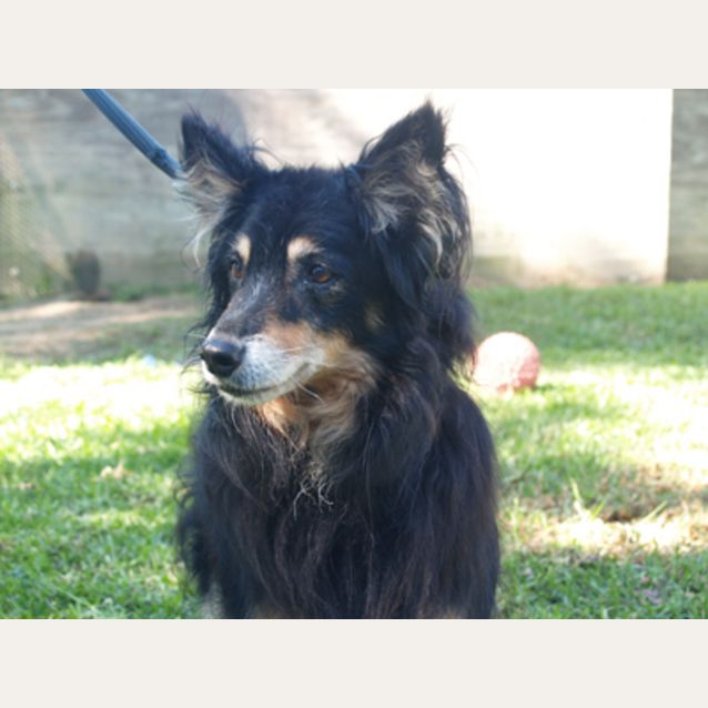 Photo of Trooper