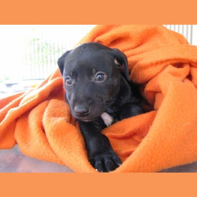 Photo of Topsy   Adopted