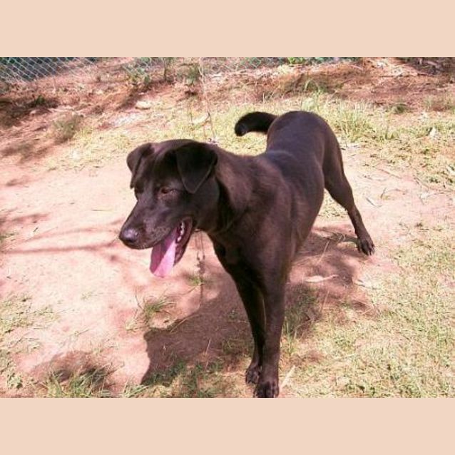 Photo of Sheba