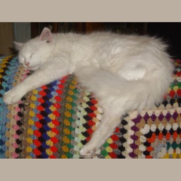 Photo of Snowflake Adoption Pending