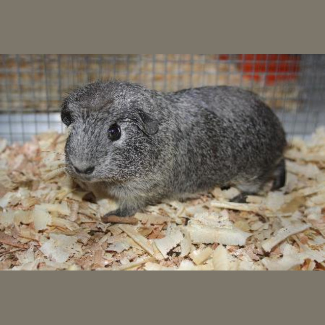 Photo of Sugar (On Hold)