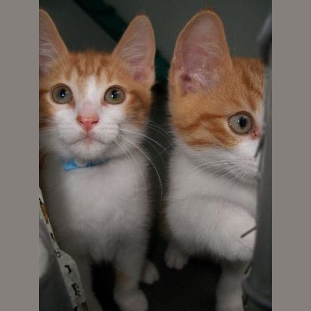 Photo of 2 Male Kittens