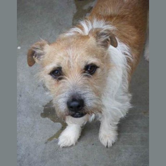 Photo of Zapp & Ruby To Be Rehomed Together