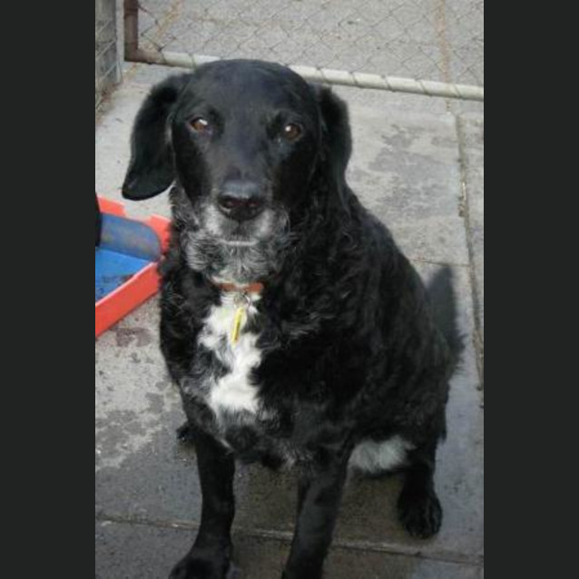Photo of Rex